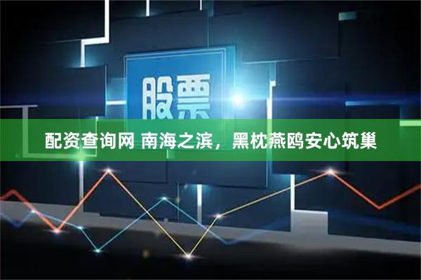 配资查询网 南海之滨，黑枕燕鸥安心筑巢
